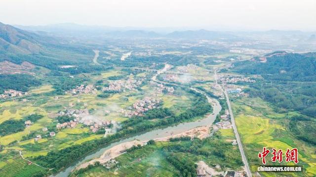 广西苍梧水稻迎收获期 田园风光无限