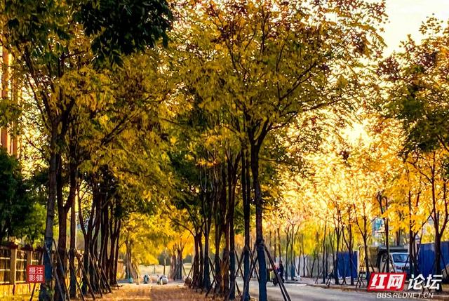 安乡深柳晨行记：踏在颜料上的初冬