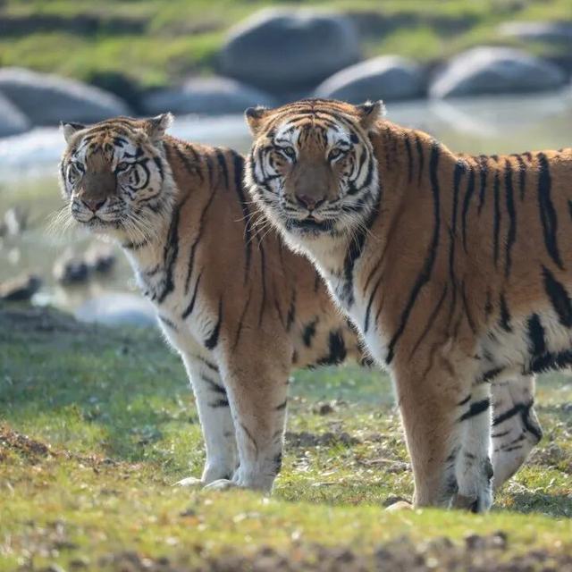 上野大熊猫百日庆邀你免费游园！