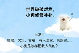 搜救犬的职责不只有震后搜救，还有水上救援、雪上搜救……图片