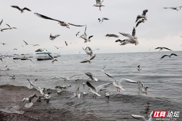 岁暖时刻丨抚仙湖边：海鸥和游客的“湖岸小派对”