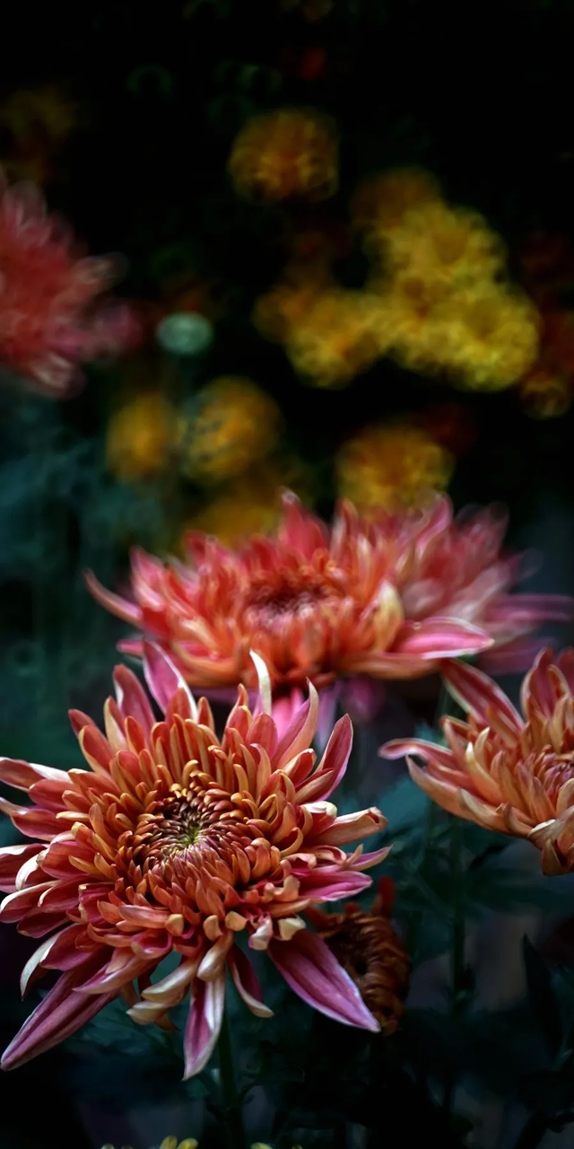 “含秋量”爆棚！快来昙华寺赏菊