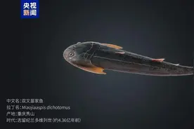 已灭绝近4.36亿年！“从鱼到人”演化史再添新证据！重庆特异埋藏化石库发现双叉苗家鱼图片