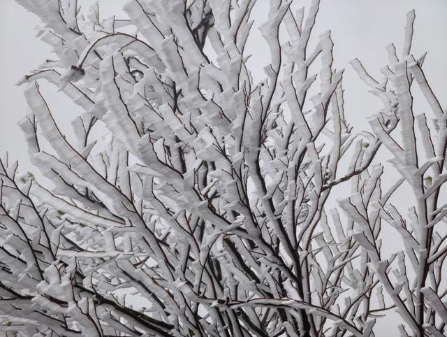 美如童话！融水尧告牧场迎来今冬首场雾凇