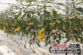 靖远：种菜用上高科技 智慧大棚为农业注入新动力图片