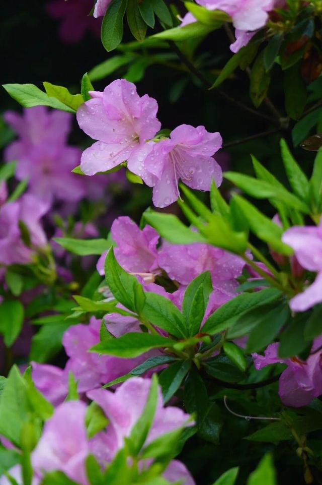 开了！开了！福州开了成片杜鹃花海！快上鼓岭