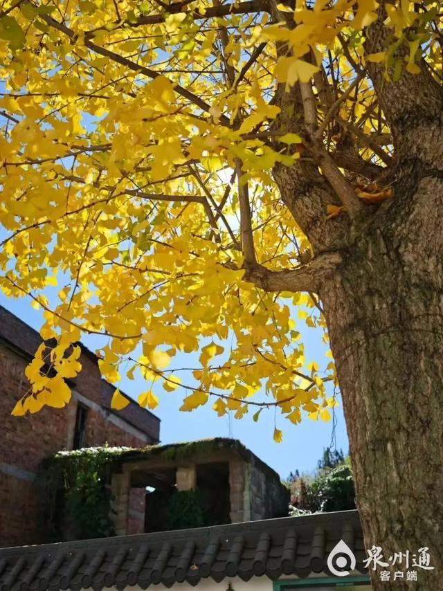 泉州人等到了！太惊艳，很多人赶去打卡！