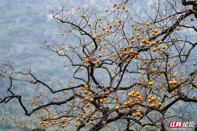 秋游时刻丨这颗甜柿，为什么让整个村子变成了诗？
