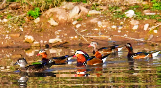 百鸟翔集绘生态画卷 大美卢氏邀您共赏