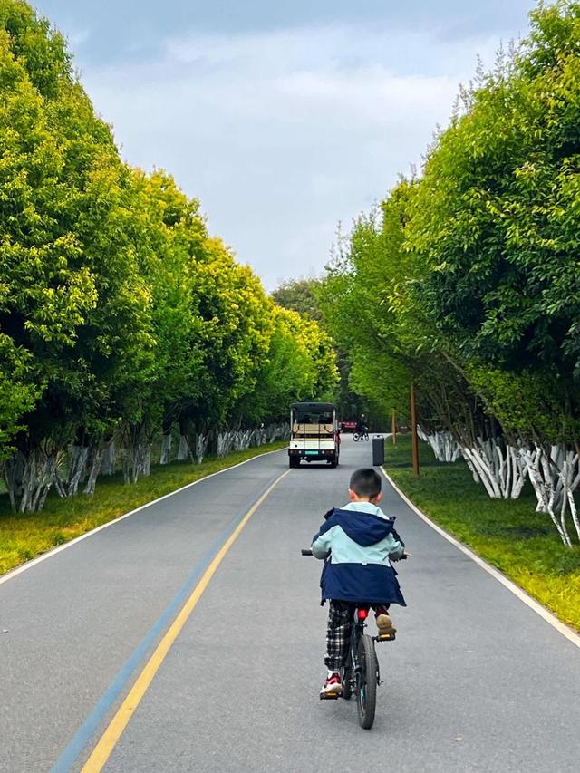花漾春城 心动昆明 | 滇池度假区10余项活动 邀您来看花游绿道追滇风