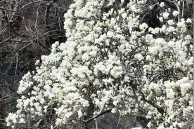 连云港：繁花如雪 “玉兰花王”绽放图片