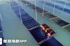 丰收！福州连江“头水”紫菜抢“鲜”上市图片