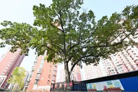 大运河畔 谈古说树图片