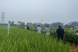 “减量提质”促增产增收 2024年四川新审定农作物品种大幅降低丨奋力谱写中国式现代化四川新篇章图片