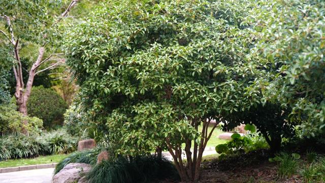 难得一见!10月“樱桂同框”,预计还将持续几天