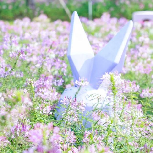 15000㎡花海！免费打卡！珠海人约起来！