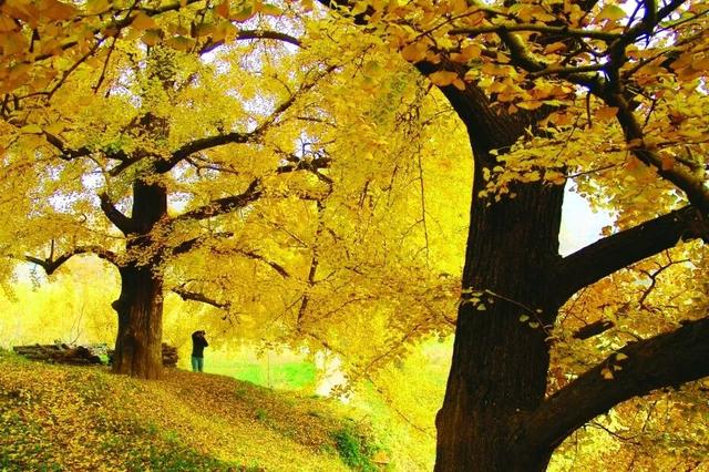 黄都黄了，不如来银杏谷走走