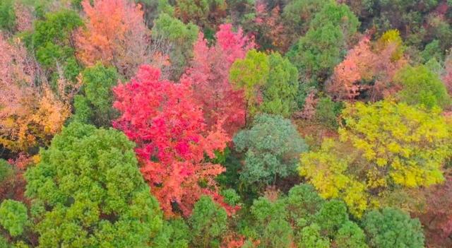漫山枫叶，专治“班味”！本周末，去零陵井塘尾打卡