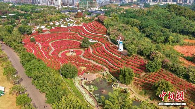 广西南宁冬日花海美如画