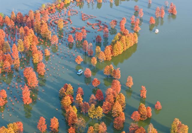安徽庐江：水畔燃烈焰 池杉红似火