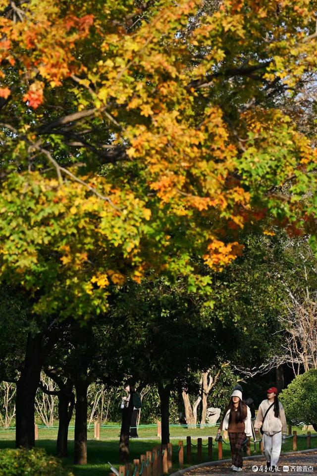 泉城公园绘秋日盛景，市民游客打卡忙