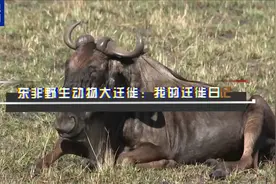 总台记者直击丨东非野生动物大迁徙 角马的“迁徙日记”图片