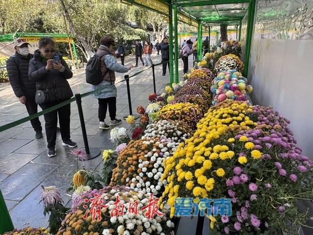 一年四季 泉在济南丨趵突泉菊展收官倒计时 市民游客赶尾档赏菊