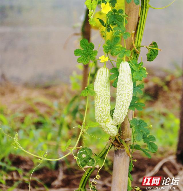秋游时刻丨这片潇水边的沃土，才是秋天最不该错过的风景