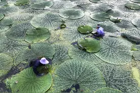 #（经济）江苏泰州：芡实成熟采收忙图片