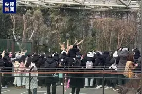 大熊猫“福宝”回国前最后一日公众展出，数千韩国民众前往送别图片
