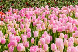 把“荷兰”搬来山东？这些超美郁金香花海，多半都免费图片