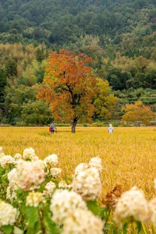 共祝申遗成功25周年 | 四大景区携手联动——西递、宏村