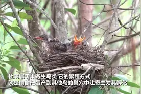 一个巢里两种鸟 不同成鸟一起喂：云南普洱拍到有趣视频图片