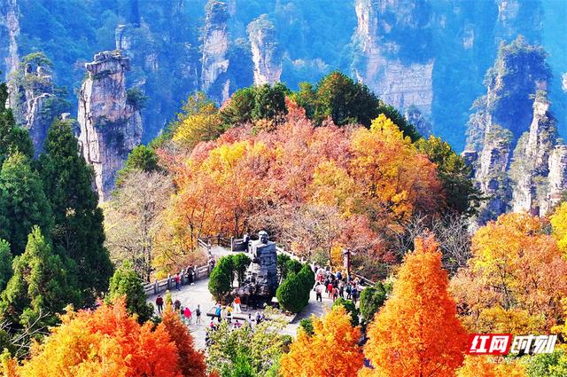 组图丨张家界国家森林公园漫山彩叶醉游人