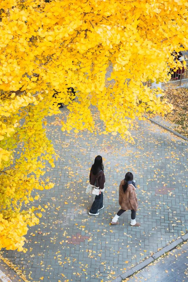 最好的秋天，在华师！