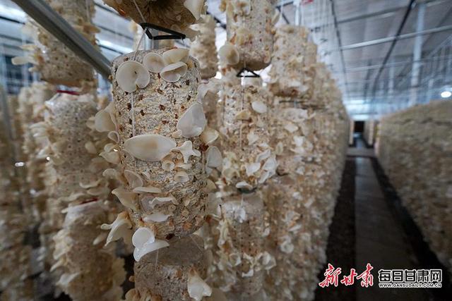 【渭水泱泱 大潮滂滂】温泉花海引客来 空中菌林织富路 探访渭河流域可持续发展的“清水模式”