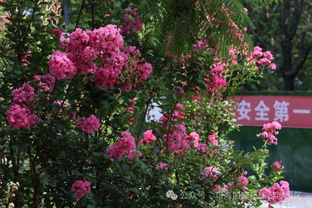 繁花似锦 | 邛海紫薇花开缀满枝头，百日浪漫尽在眼前