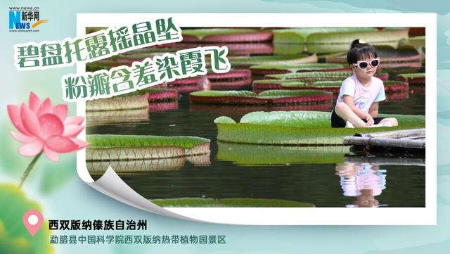 云南夏日赏荷图鉴