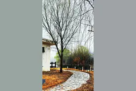 【廊检文韵】杨柳青青图片