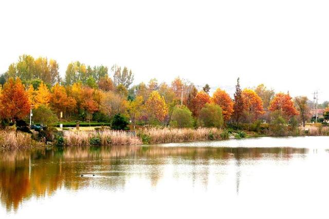 秋韵未央！来威海临港区，邂逅五彩斑斓的美！