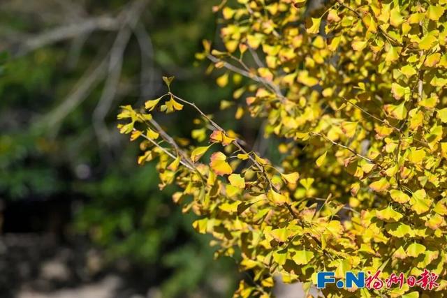 颜值巅峰！福州这个宝藏村落，正上演年度色彩盛宴！