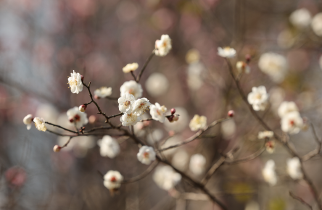 快冲！即将开遍日照！