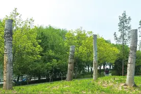 河声丨解决“飞絮扰民”当综合施治图片