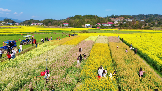 新晋打卡点！浏阳这片五彩油菜花美出圈