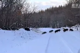 罕见！黑龙江东宁成群野猪雪地奔跑图片