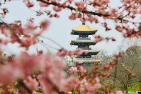 后天开园！东湖樱花园内早樱开好了图片