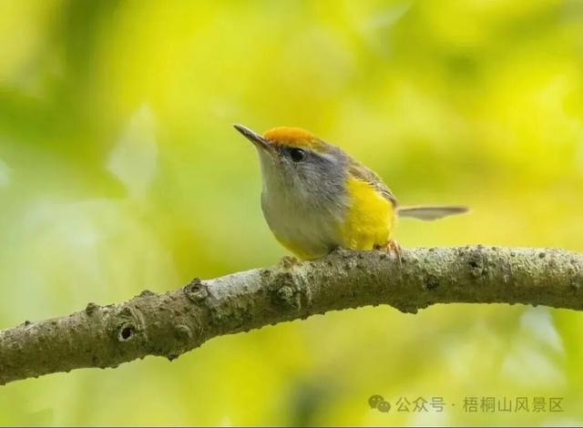 欢迎来到疯狂动物城·罗湖分城