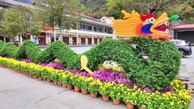 不是花中偏爱菊，此花开尽更无花！保康五道峡景区菊开成海