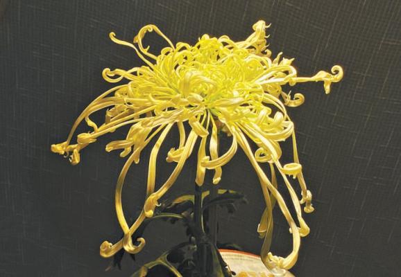 菊花，被误读的传统吉祥花