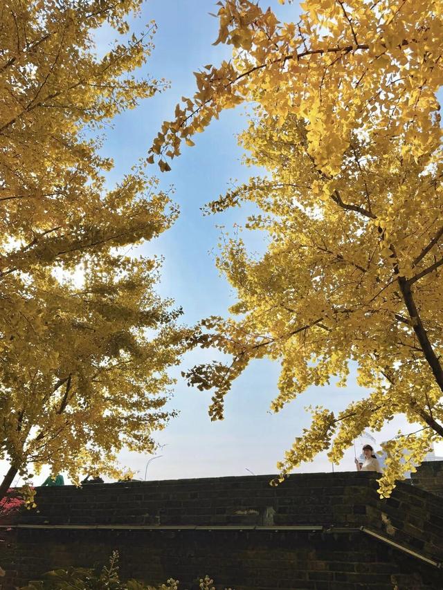 大武汉一日 | 银杏美翻了，就在武汉这里